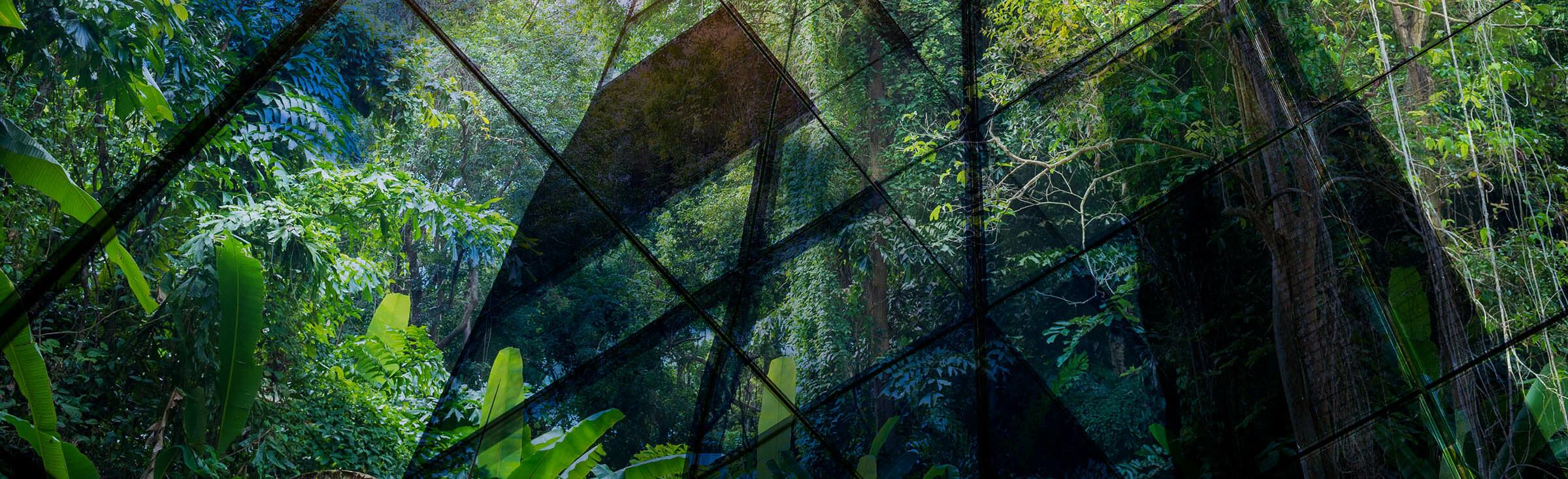 Kunstwerk aus Pflanzen und Glas Blick in einem Gewächshaus nach oben